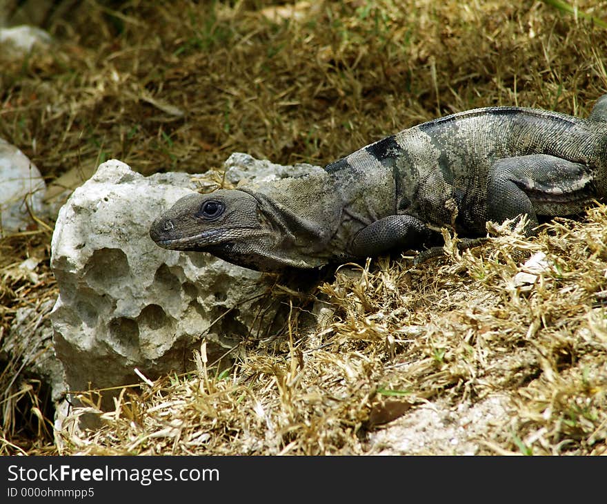 Mexican Iguana