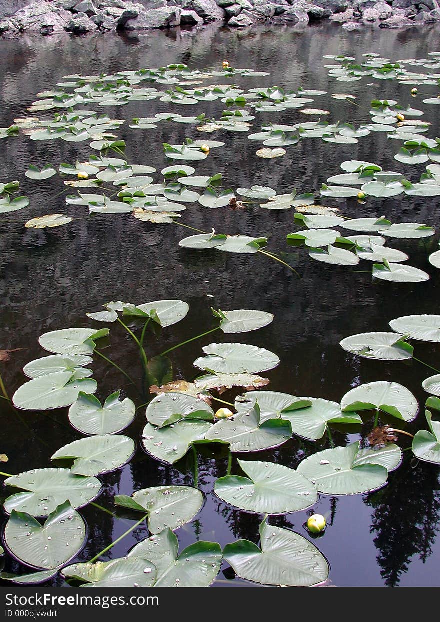 Yellowstone Lily Pads