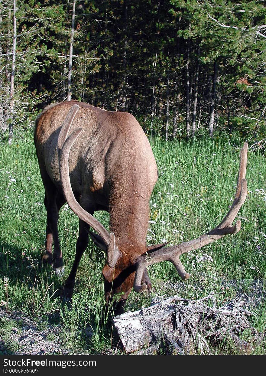 Yellowstone Elk