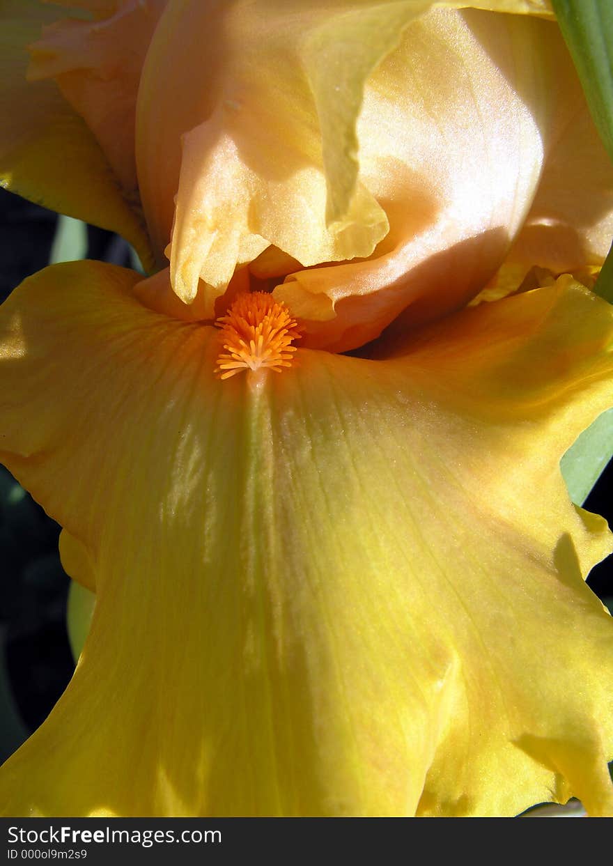 Detail of yellow bearded iris shot in early morning light. Detail of yellow bearded iris shot in early morning light.