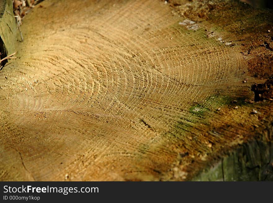 Close-up of a felled tree.