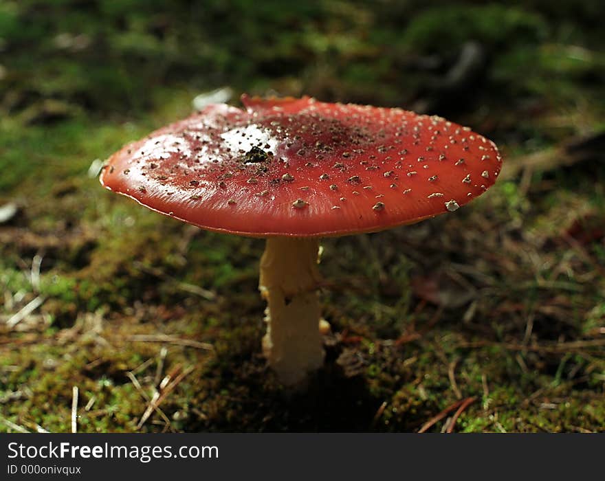 A large toadstool in a forest. A large toadstool in a forest