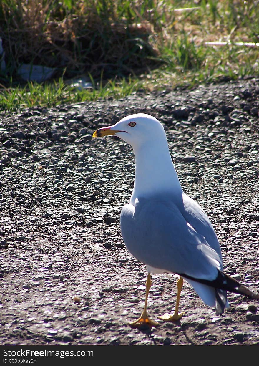 Lone Gull