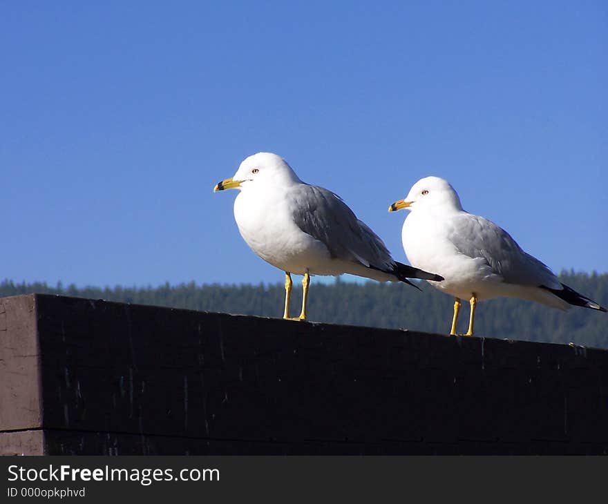 A Pair Of Gulls