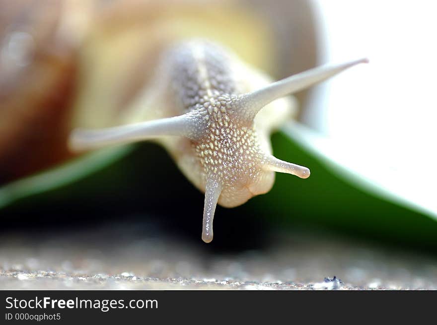 White Snail