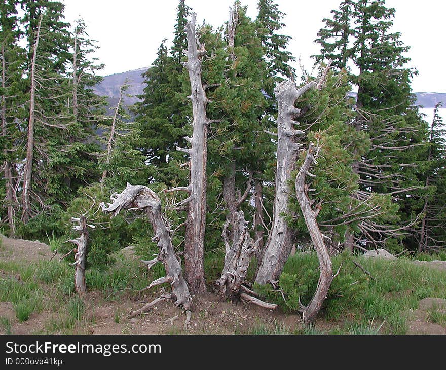 Appearing to grow out of the ground as carved boat figureheads, blasted pines rim the caldera of Crater Lake, Oregon. Appearing to grow out of the ground as carved boat figureheads, blasted pines rim the caldera of Crater Lake, Oregon.