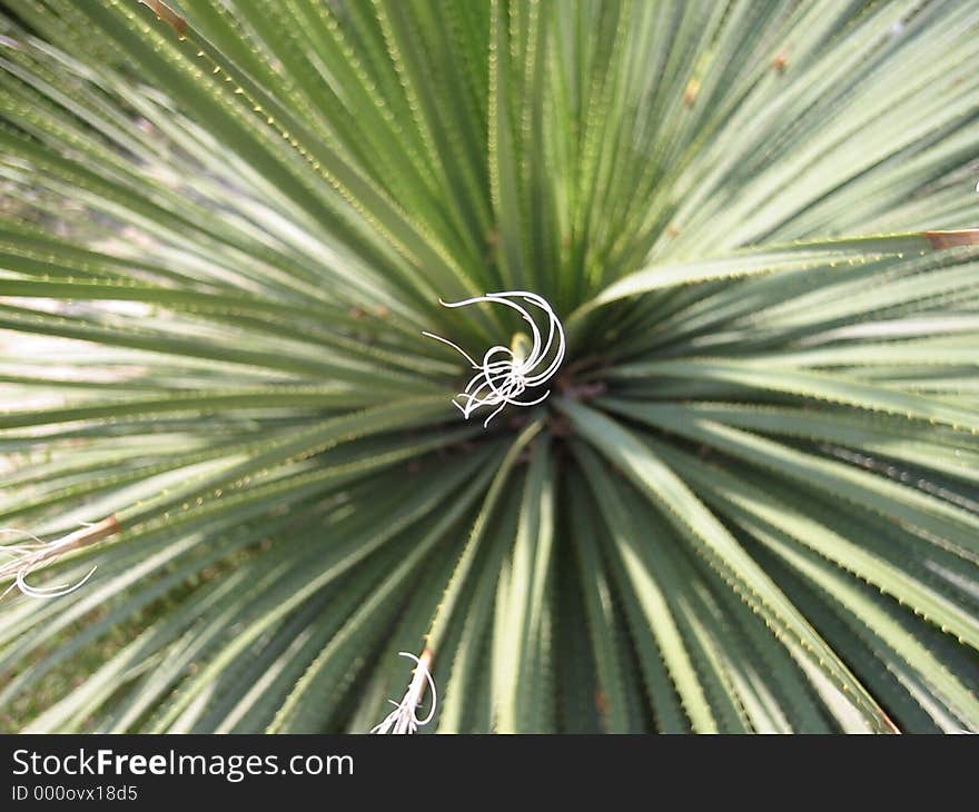 Ligurian Plantlife