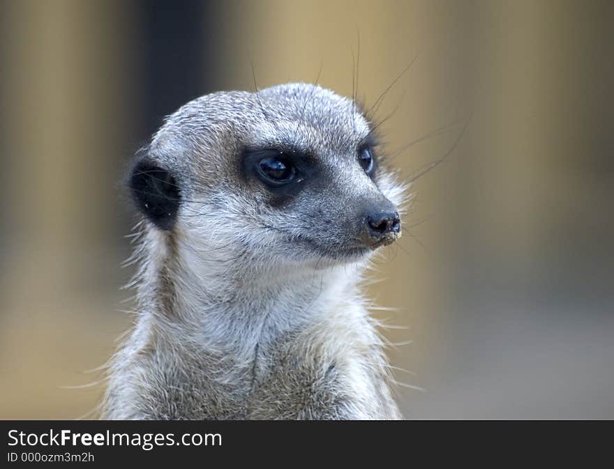 Meerkats in zoo.