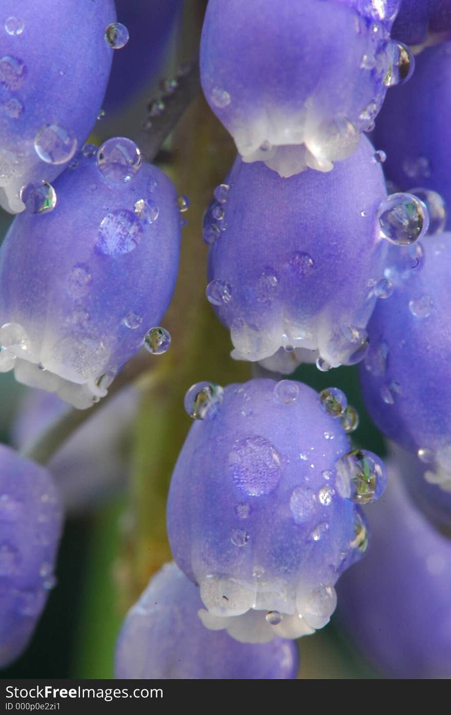 Blue bells after rain