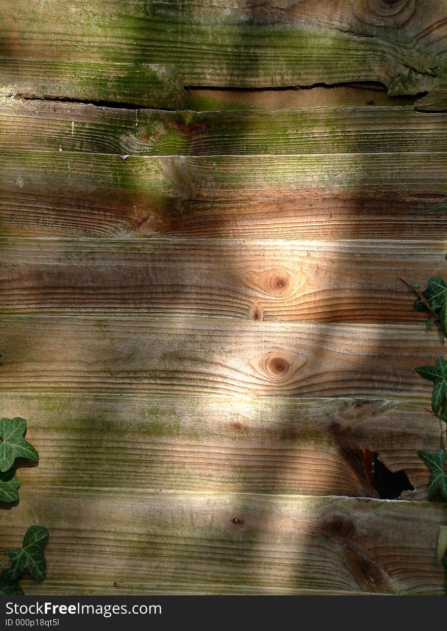 This is some ivy growing in a garden on a fence. This is some ivy growing in a garden on a fence.