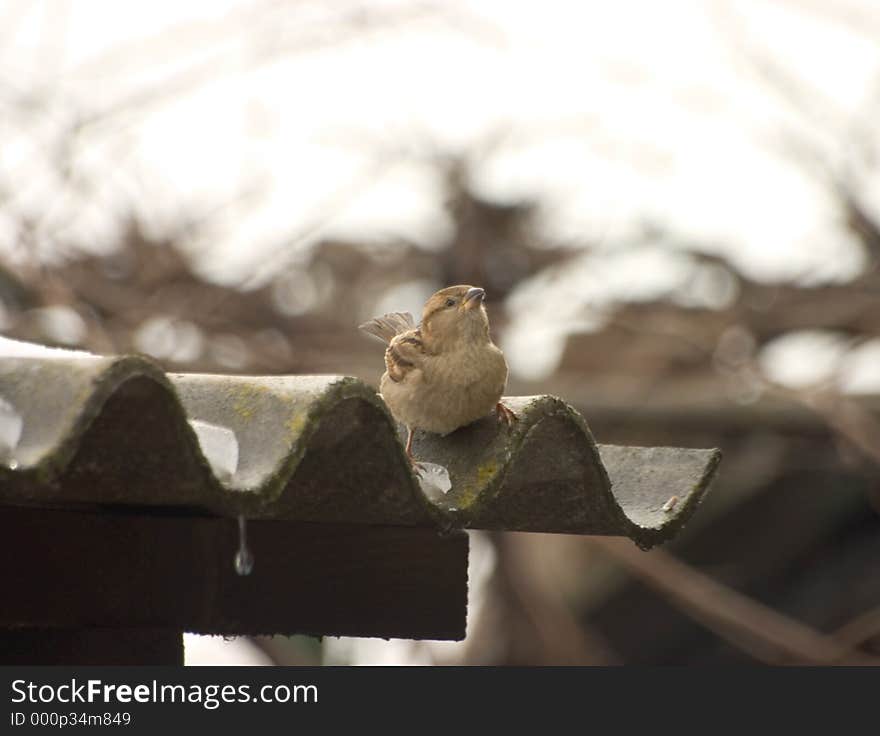 Sparrow on a Roof