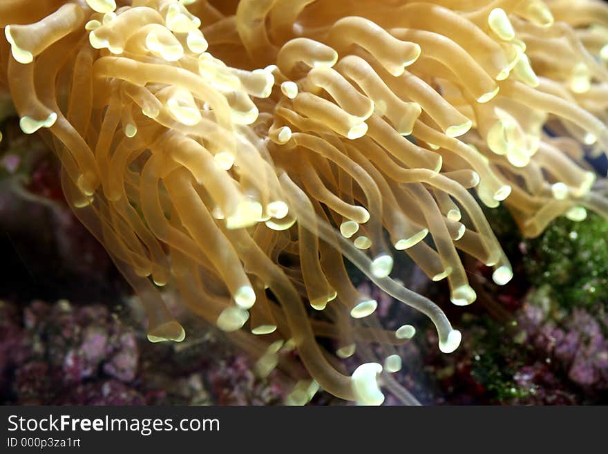 Sea anemone