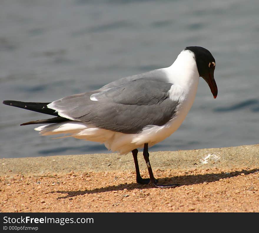 Sea Gull