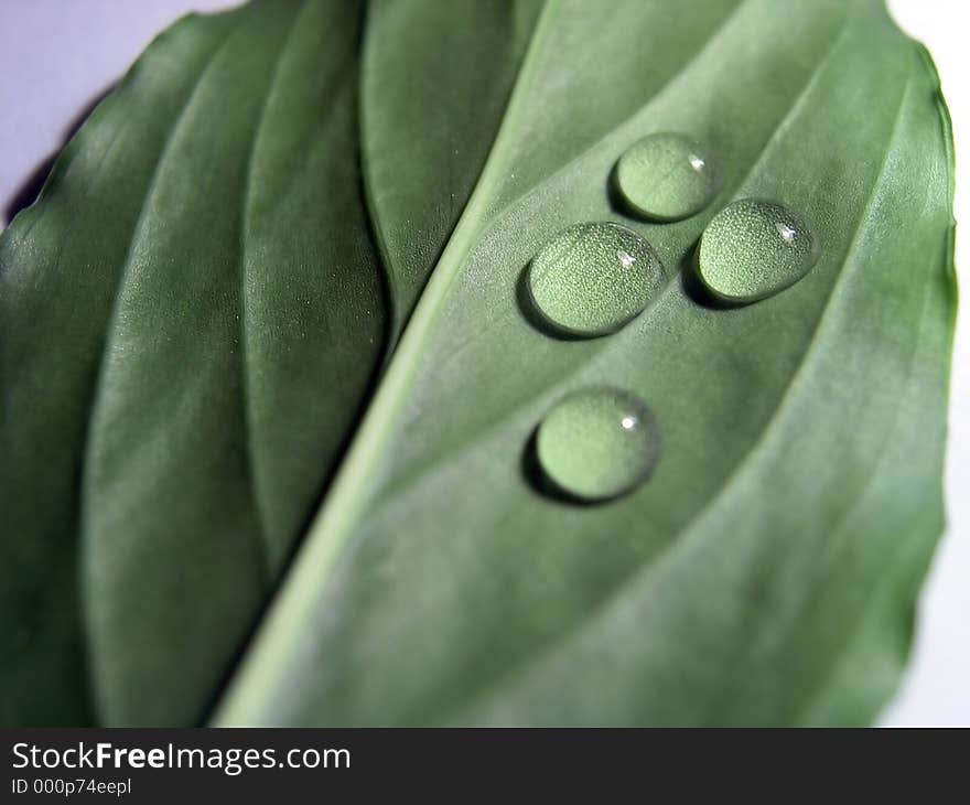 Drops on fresh leaf