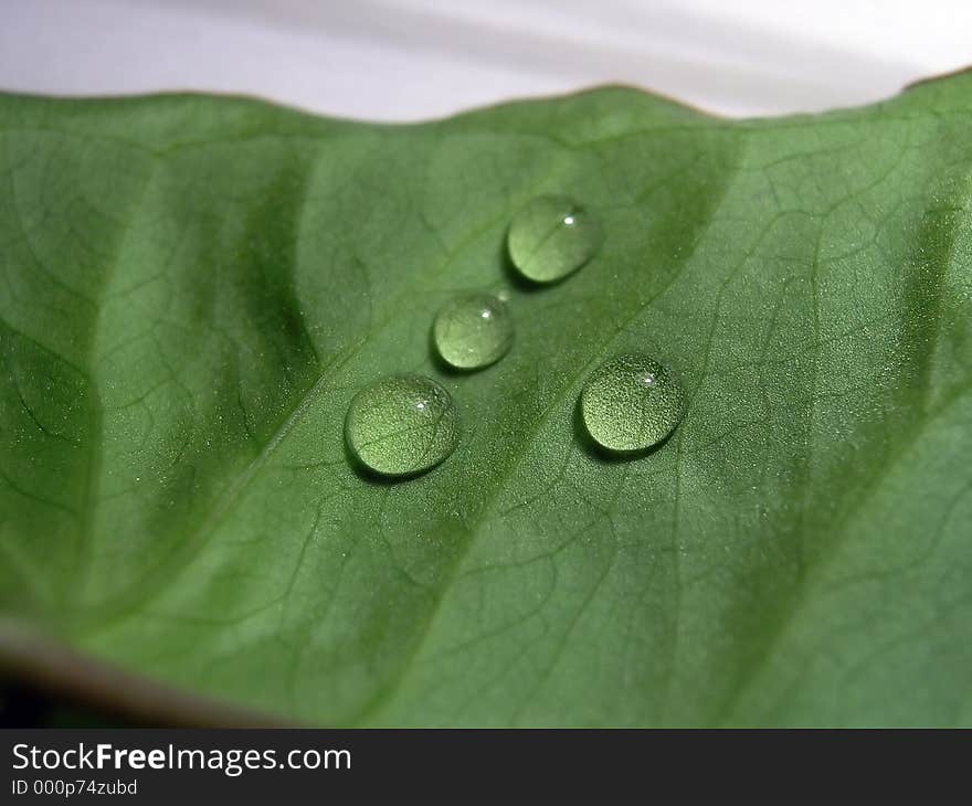 Drops on leaf