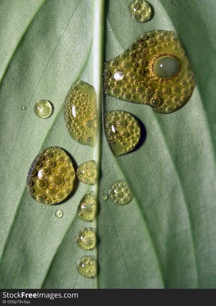 Drops on leaf