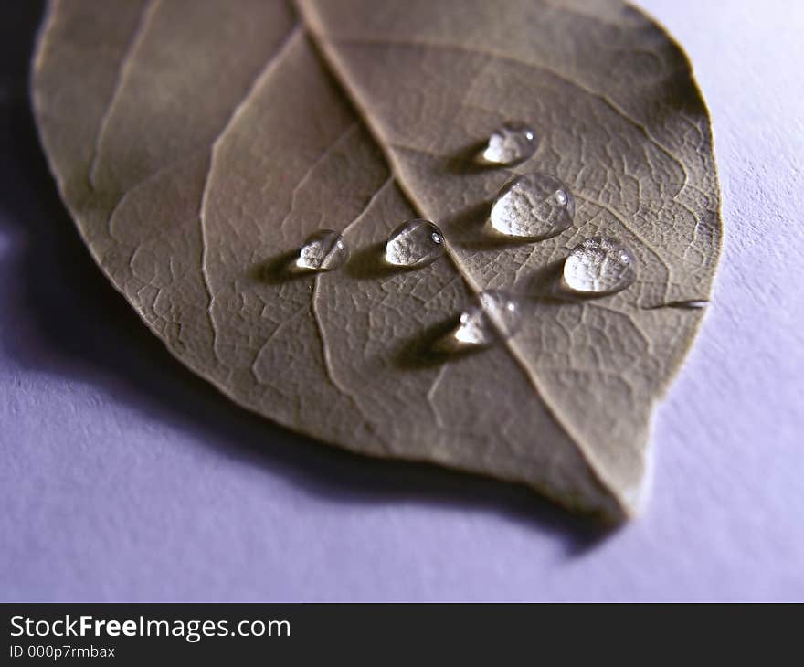 Drops on leaf