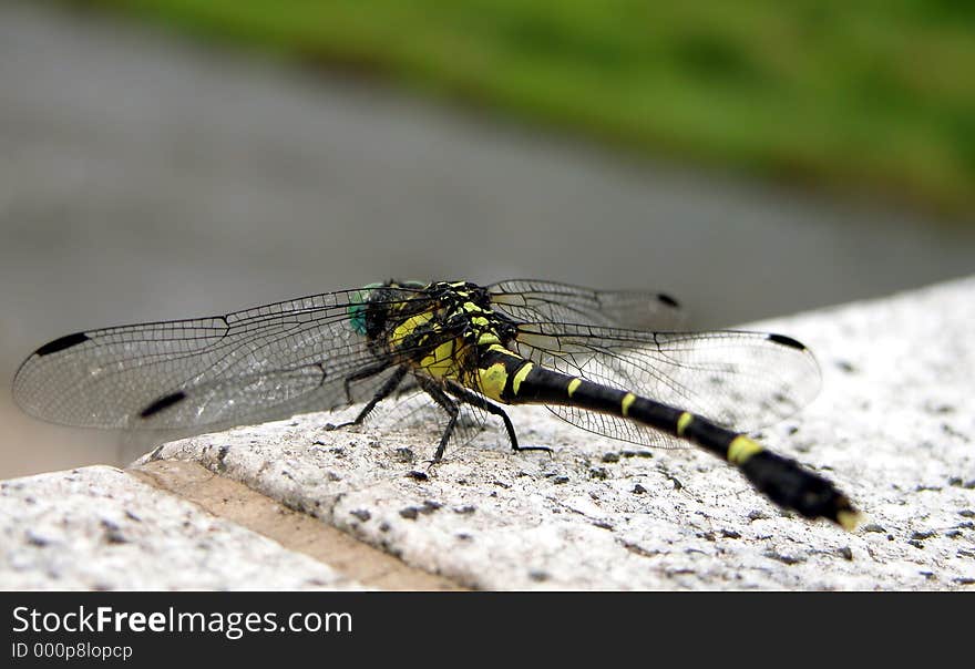 Dragon fly on a street border-detail. Dragon fly on a street border-detail