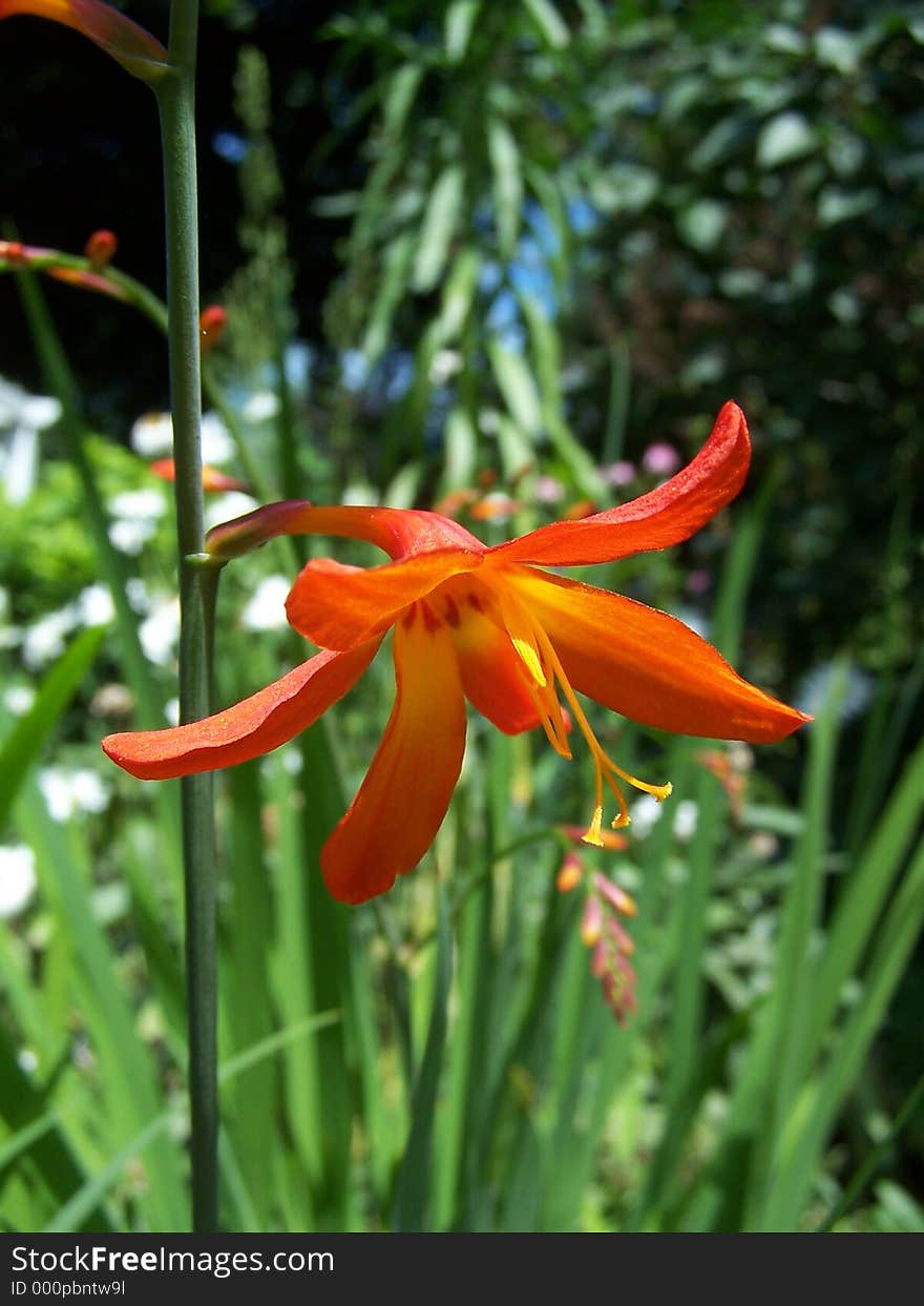 Detail of orange flower. Detail of orange flower