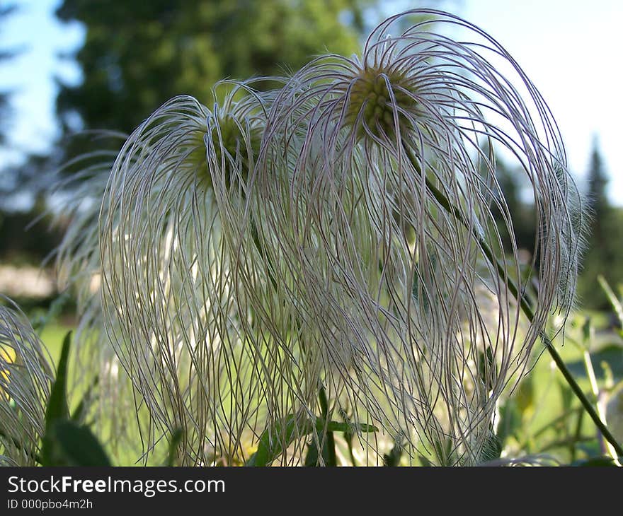 Hairy Seeds