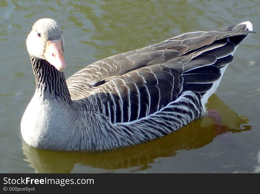 Goose on pond