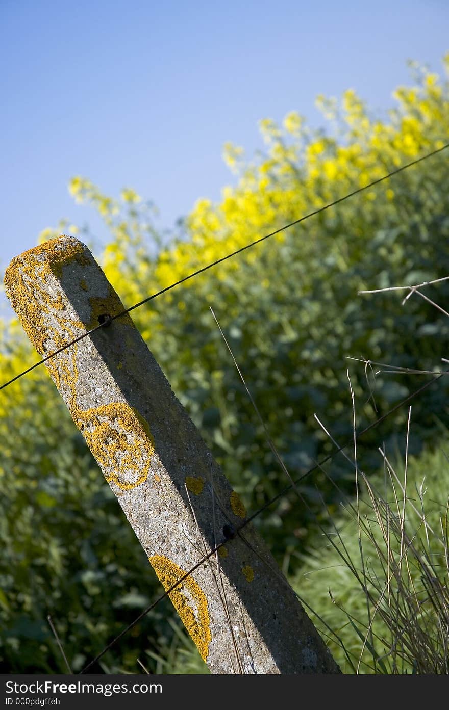 A wire fence running in front of an oilseed field, blue sky behind. A wire fence running in front of an oilseed field, blue sky behind