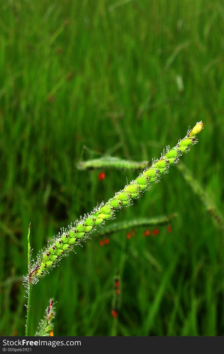 Nature At The Morning