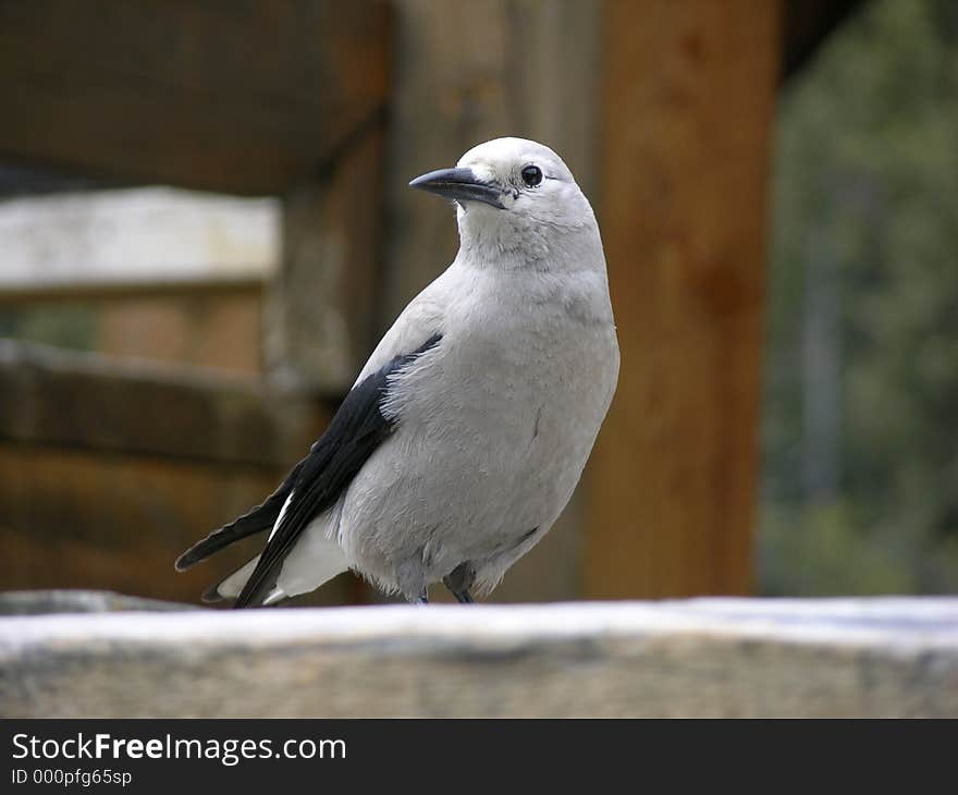 Gray birdlooking on the fence