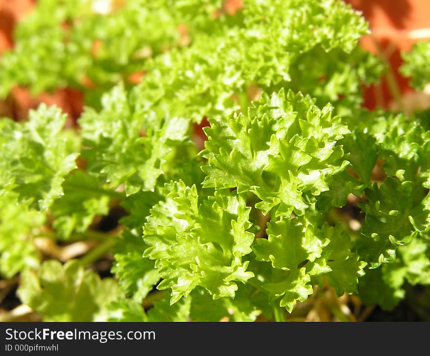 Closeup of crisped-leaf parsley in a pot