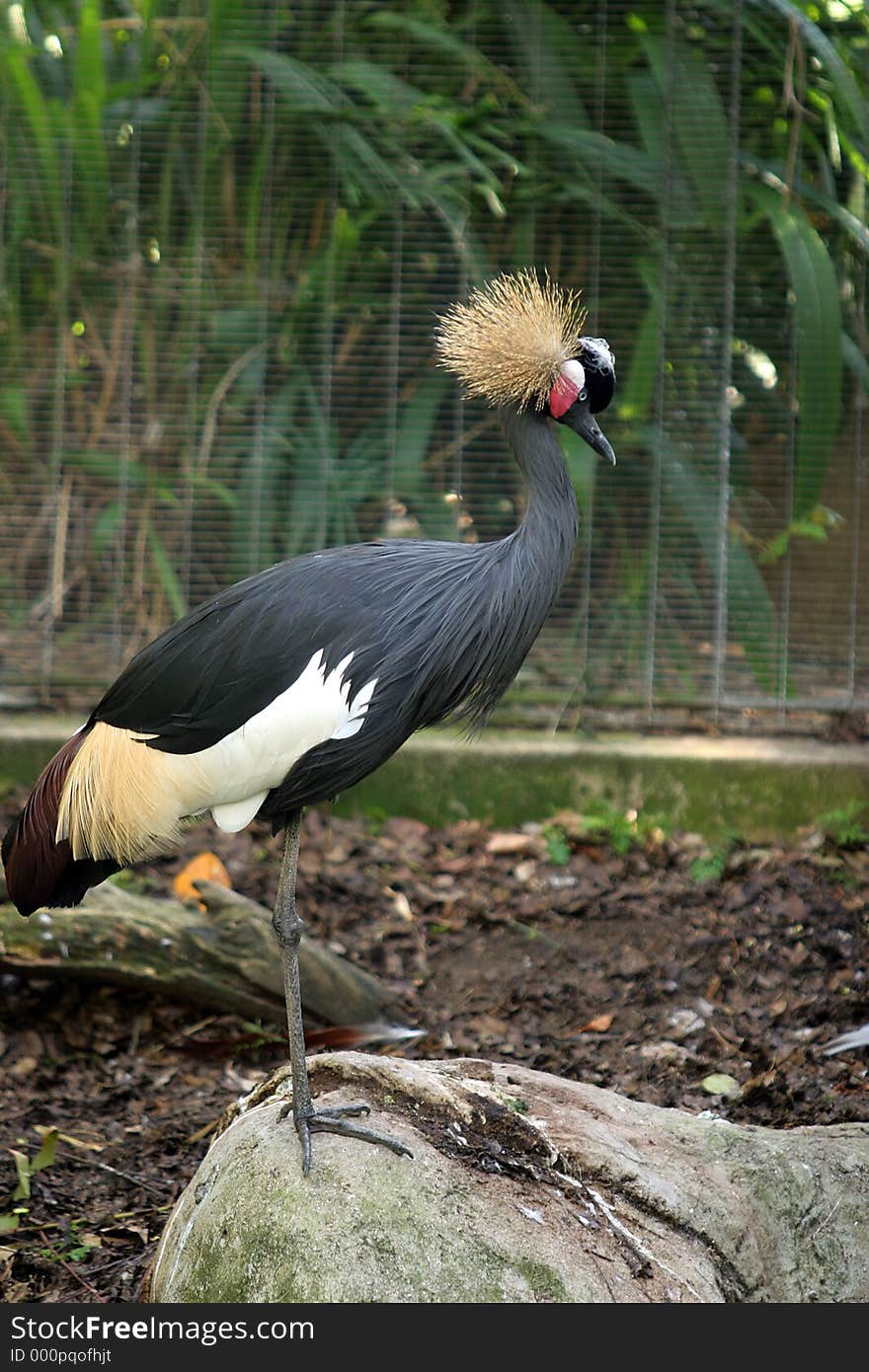 African Crowned Crane standing on a rock