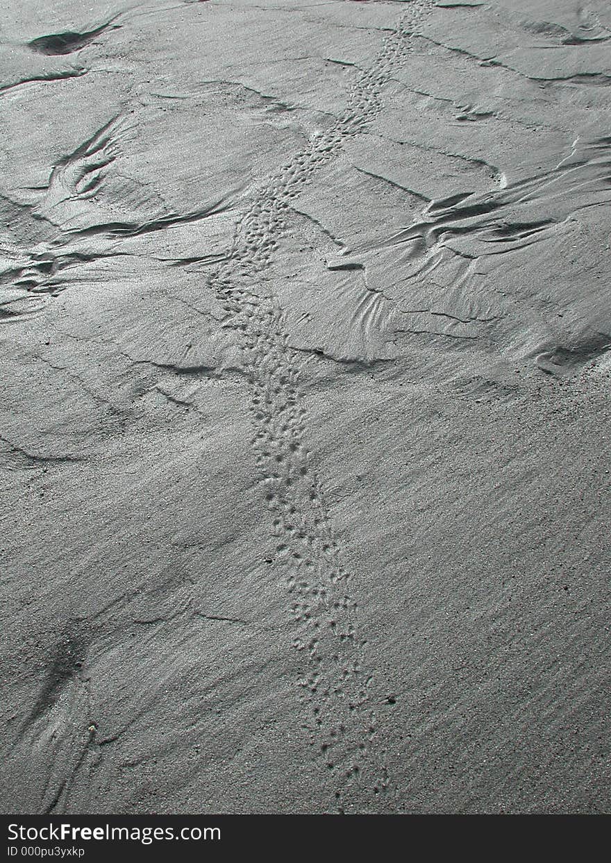 The tracks of a foraging seabird are left in the rippling sand of low tide. The tracks of a foraging seabird are left in the rippling sand of low tide.