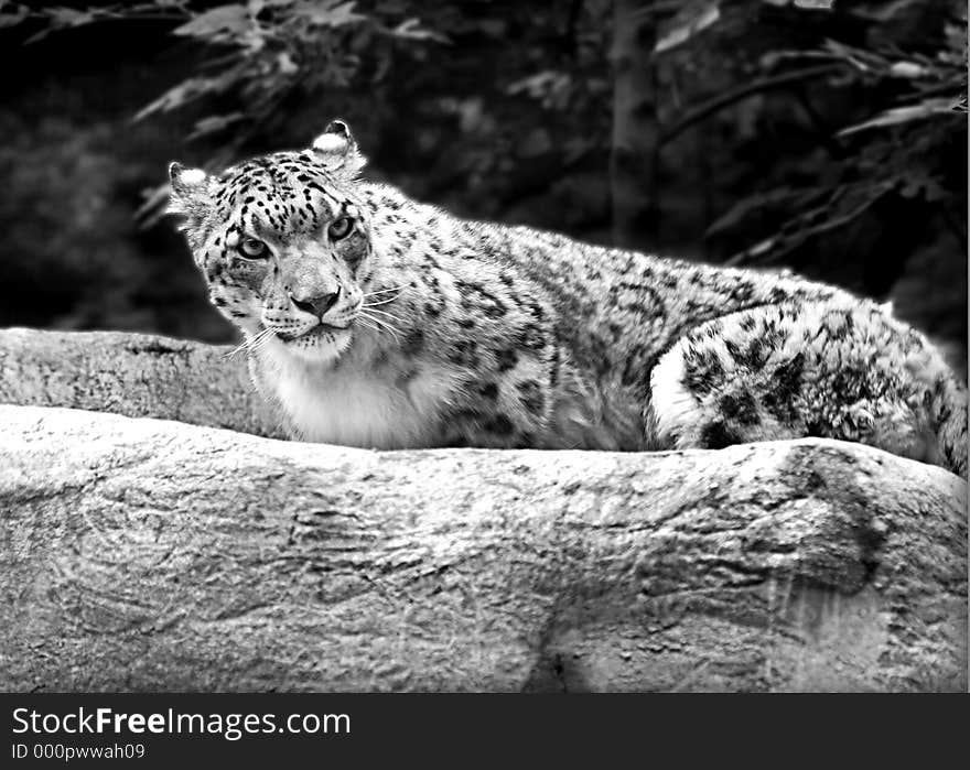 Snow Leopard