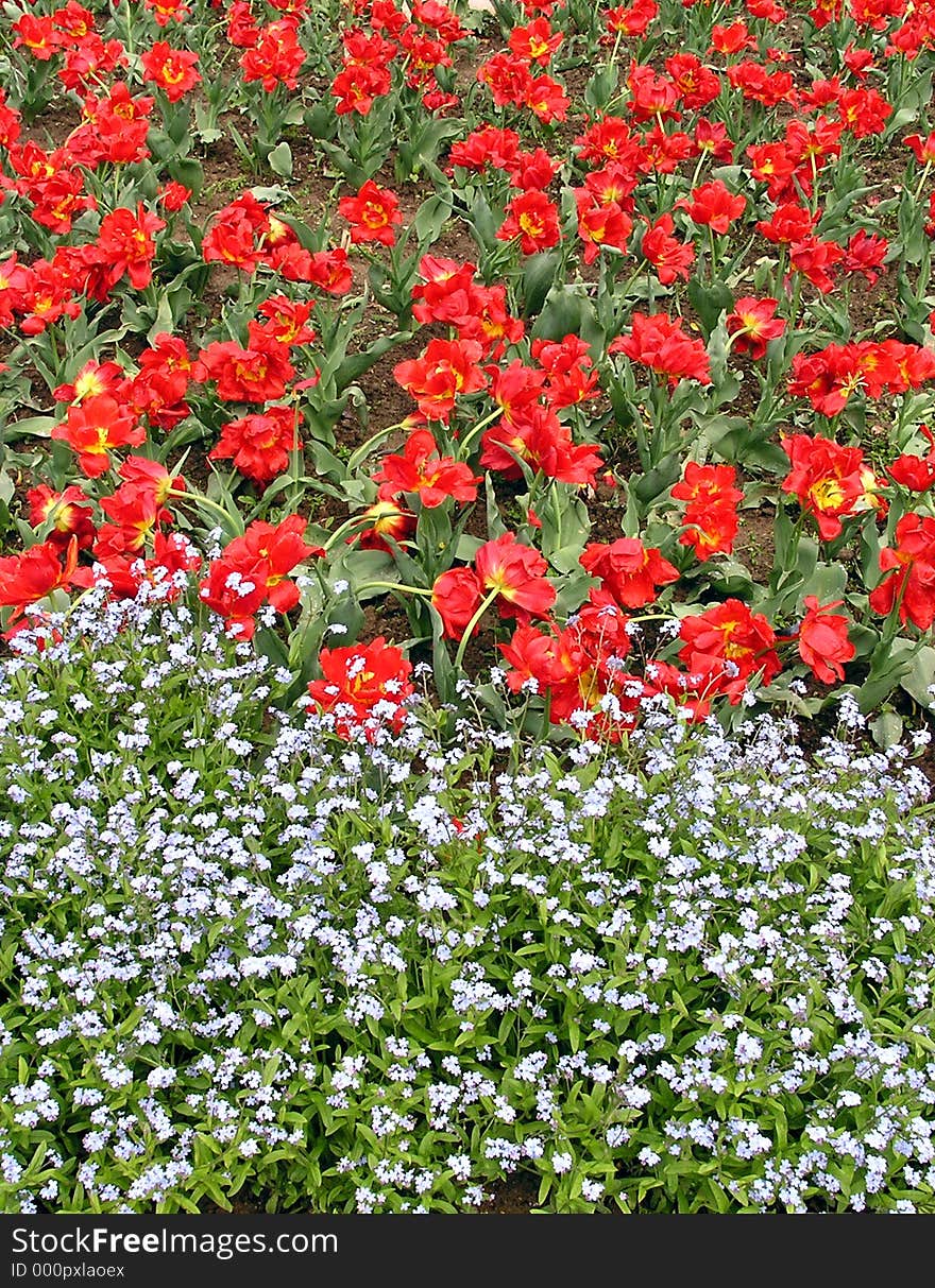 Red tulips and some other white flowers. Could be used as a background