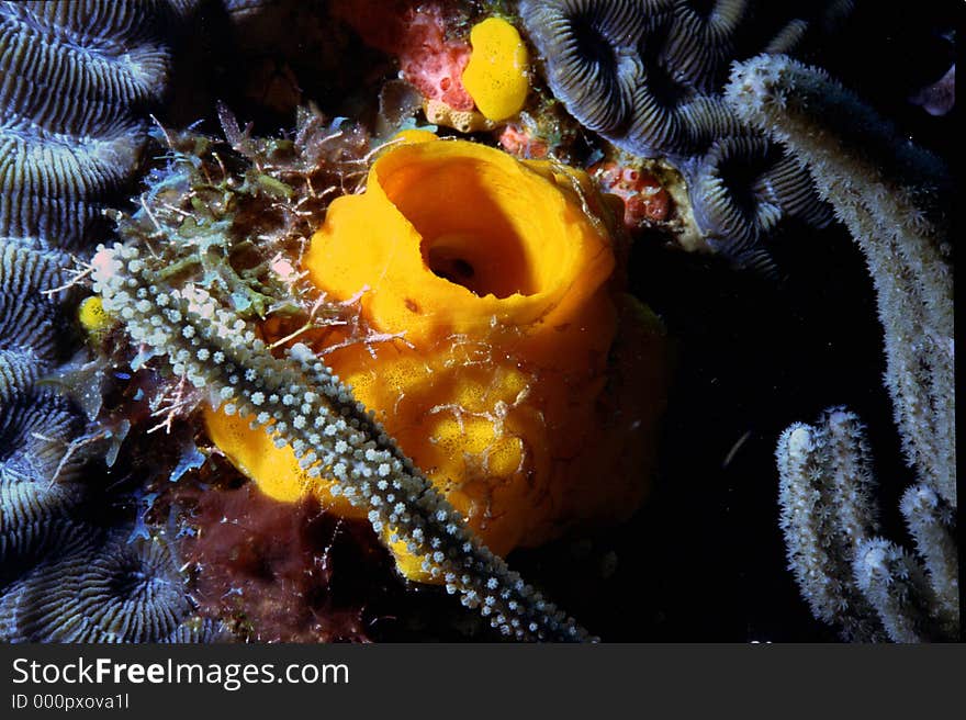 Yellow tube sponge on coral reef variety with fluorescent algae in Cozumel, Mexico. Yellow tube sponge on coral reef variety with fluorescent algae in Cozumel, Mexico.