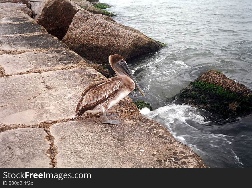 South Texas rock jetty is "fishing hole" to a brown pelican. South Texas rock jetty is "fishing hole" to a brown pelican.