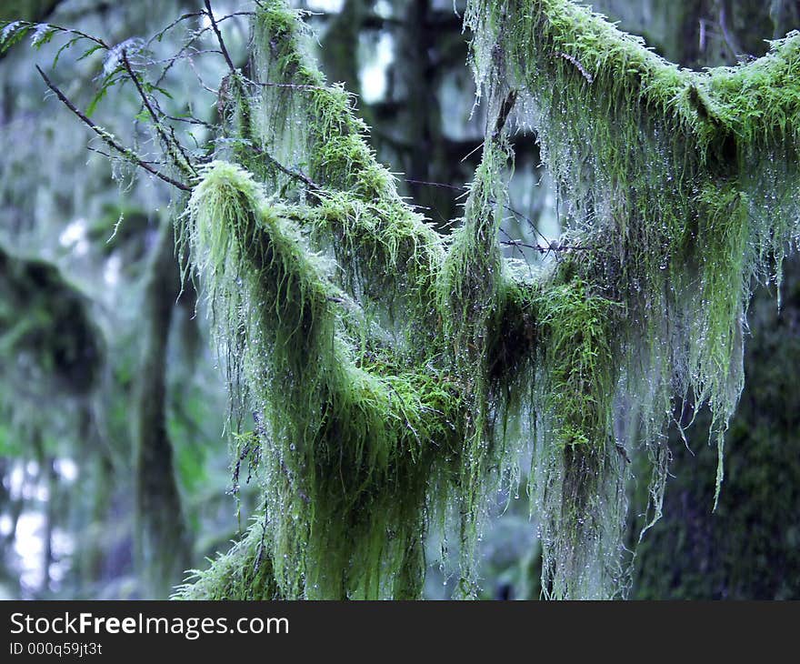 Moss covering a tree branch in a rain forest in Washington State. Moss covering a tree branch in a rain forest in Washington State.