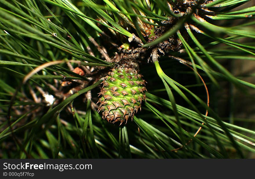 A tiny pinecone just forming. A tiny pinecone just forming.