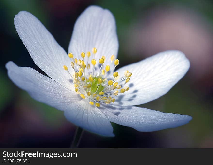 White flower