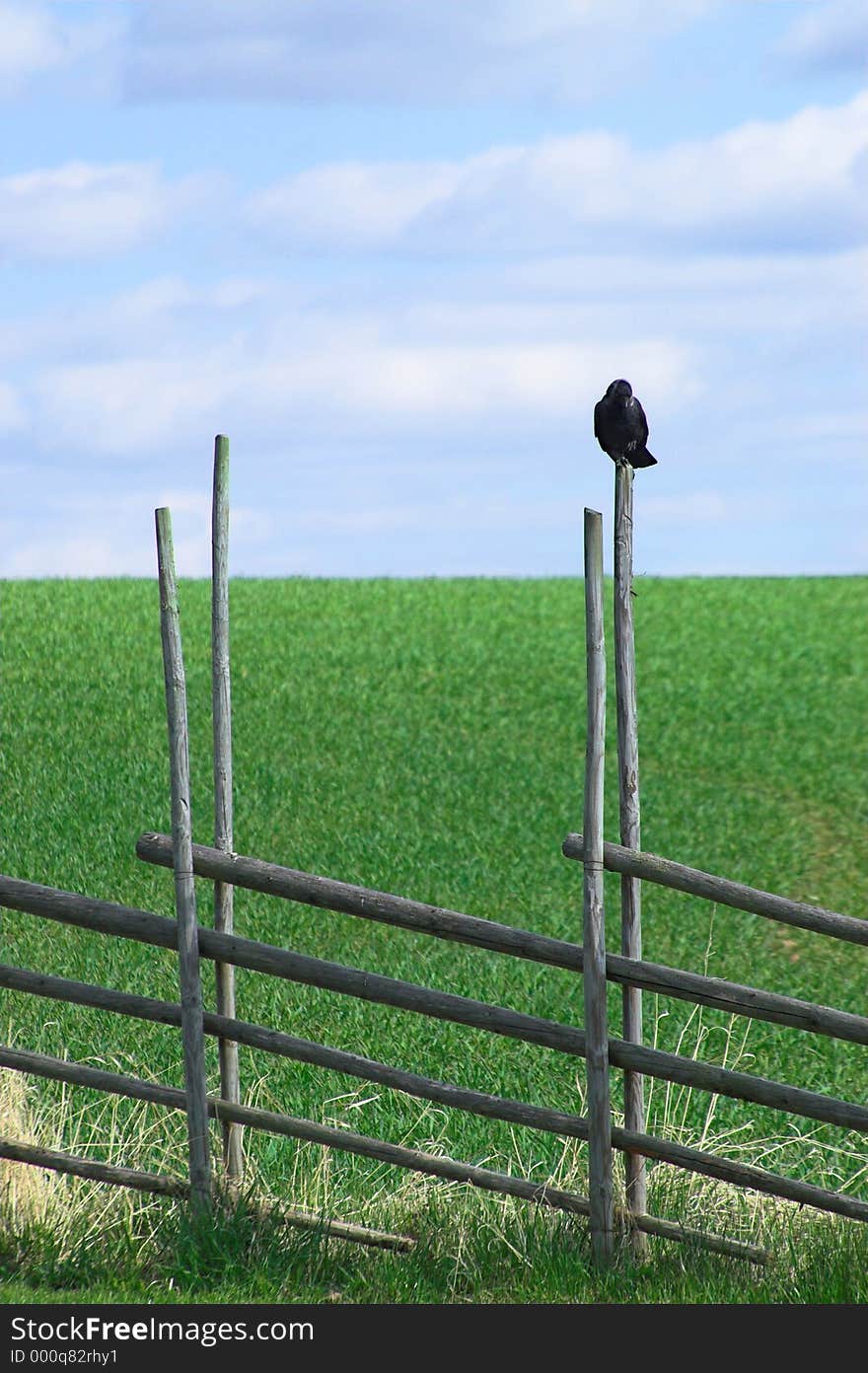 Bird sitting on a fence. Bird sitting on a fence