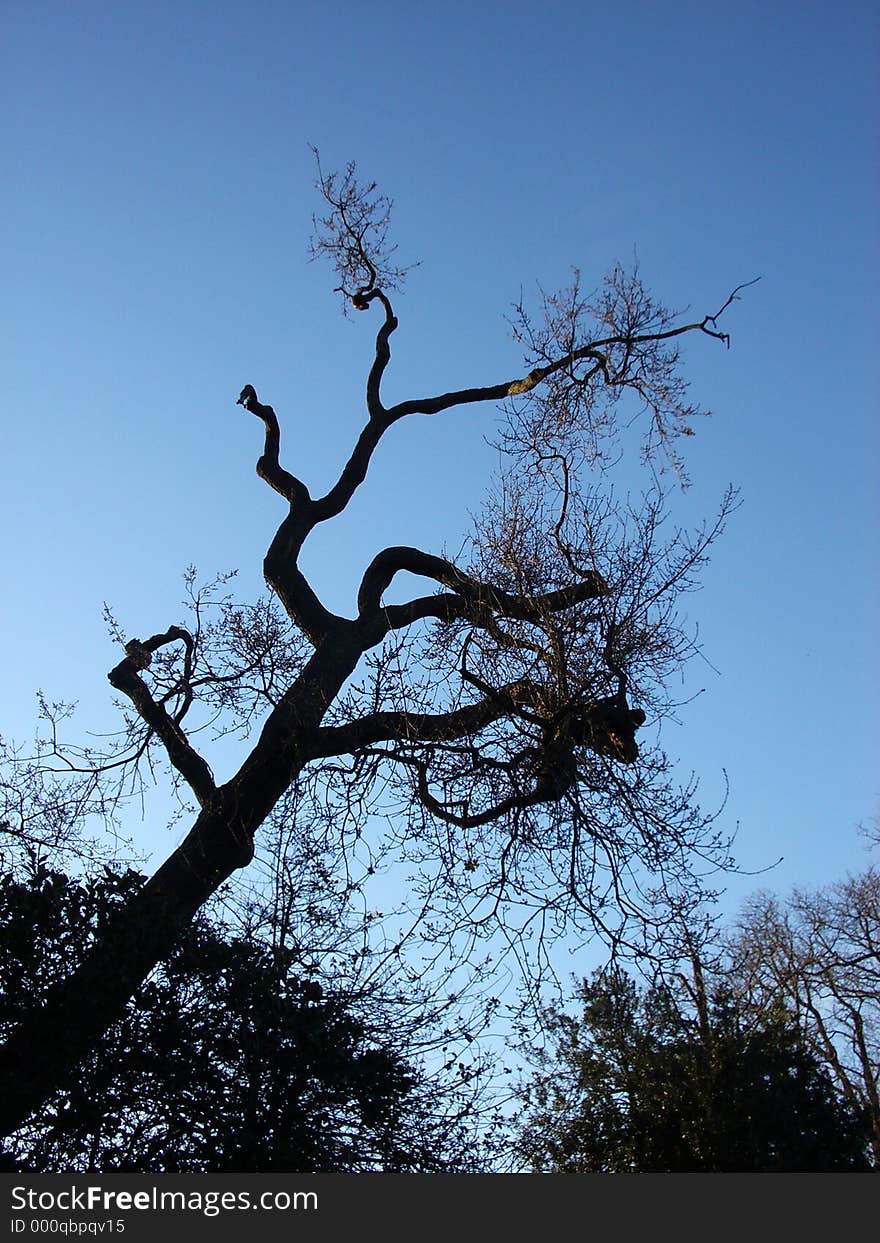 Tree And Sky 4