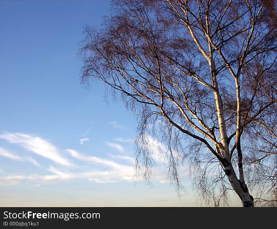 Tree And Sky 4