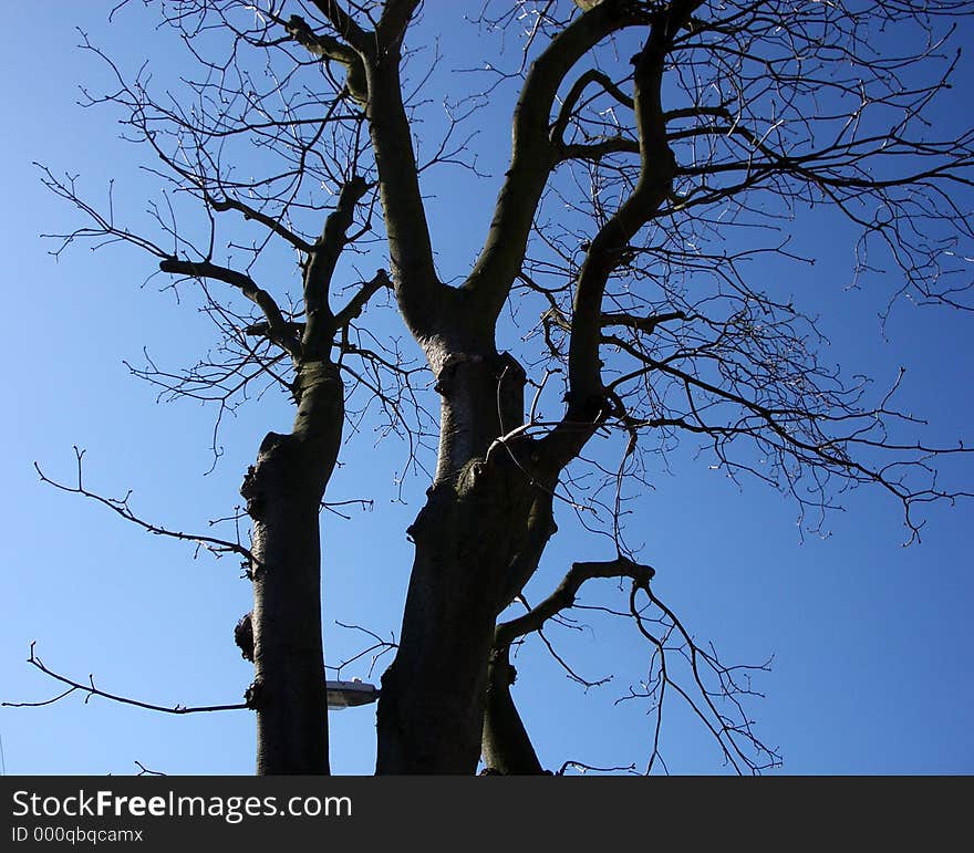 Tree And Sky 7