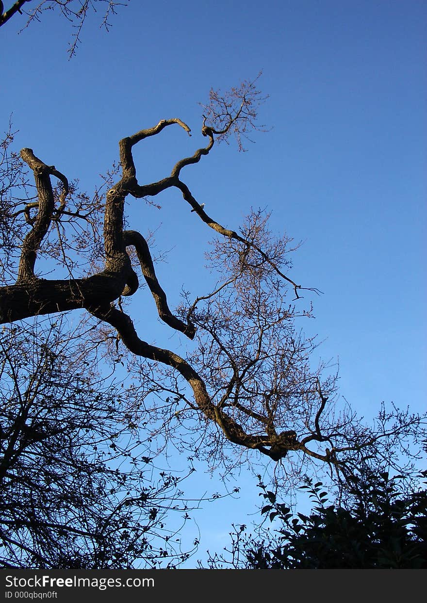 Tree And Sky 8