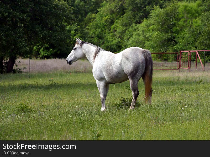 Dapple gray mare in green pasture with red pipe fence and trees in background.