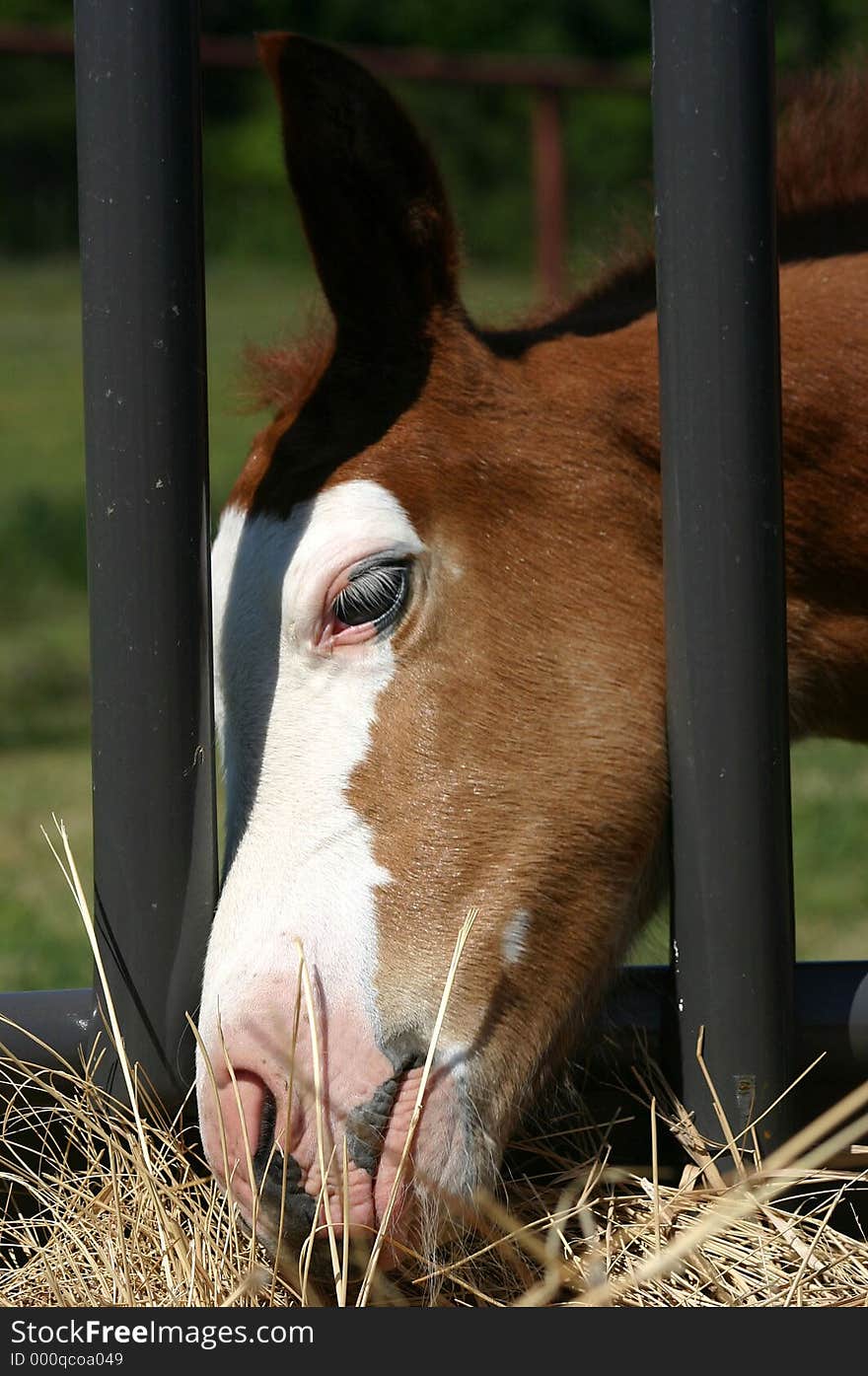 Foal at Hay Feeder