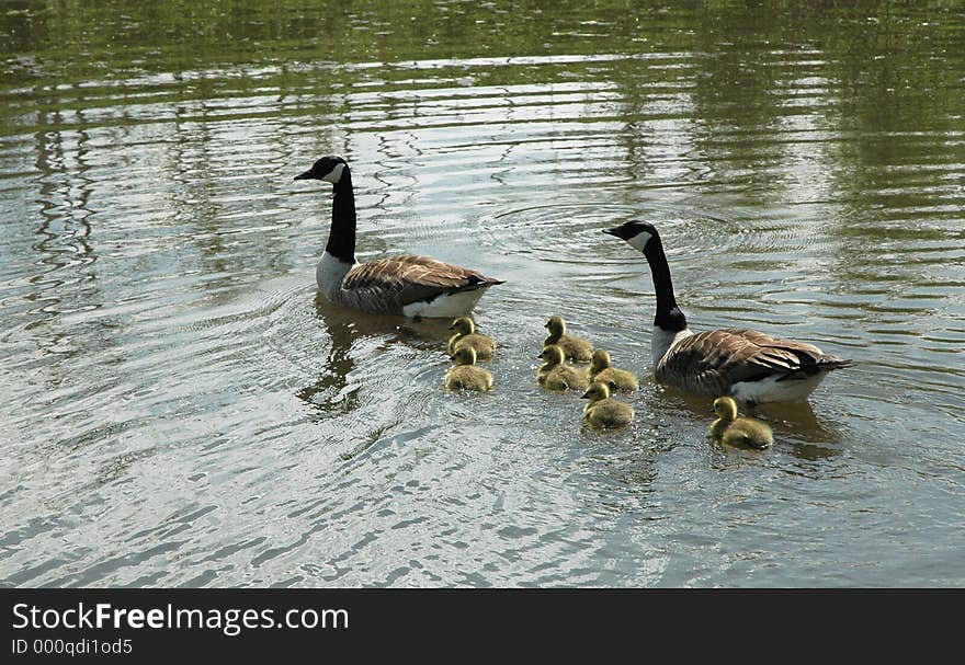 Canadian Goose Family swimming