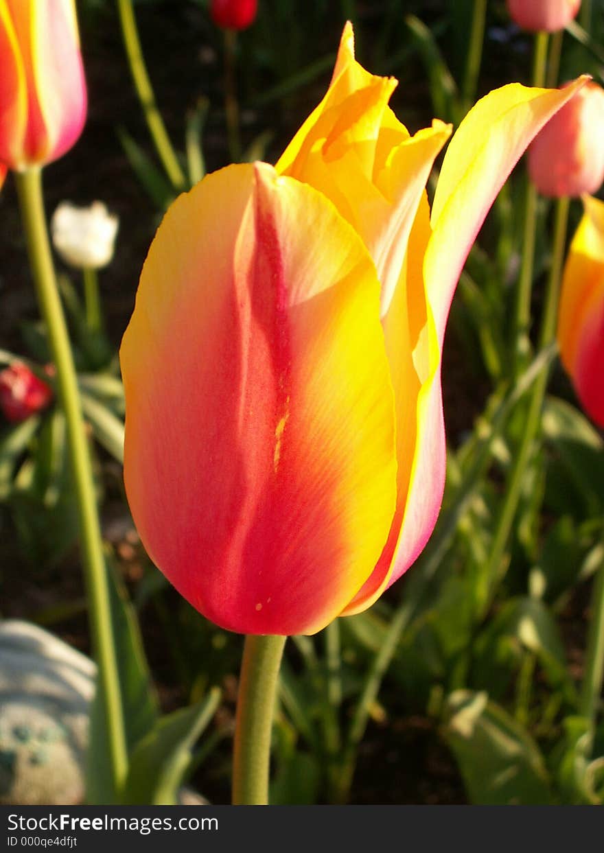 Tulip in the Sun