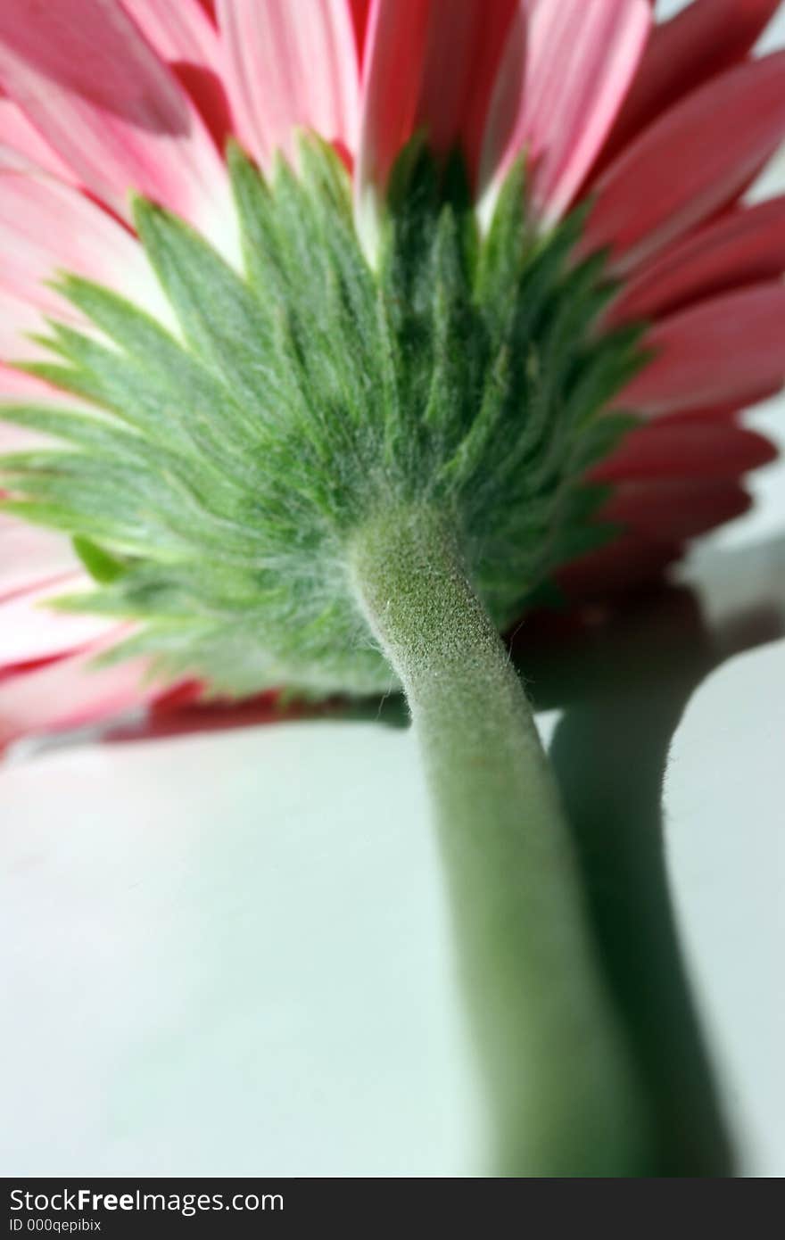 Gerbera backside