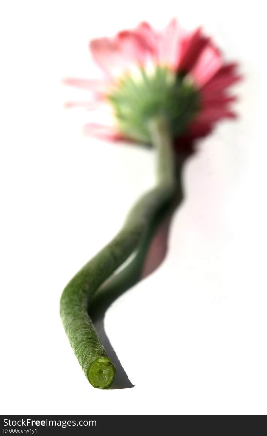 Close up of gerbera stem