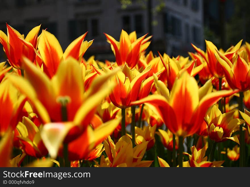 Tulip field. Tulip field